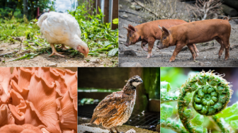 The Resiliency of the Local Food System