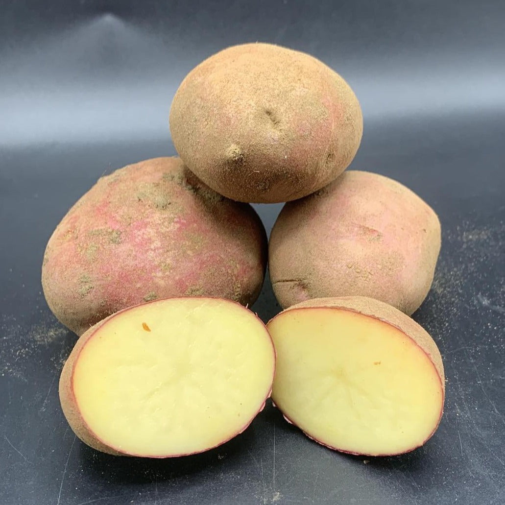 Potatoes, Roko (BULK PRE-ORDER)