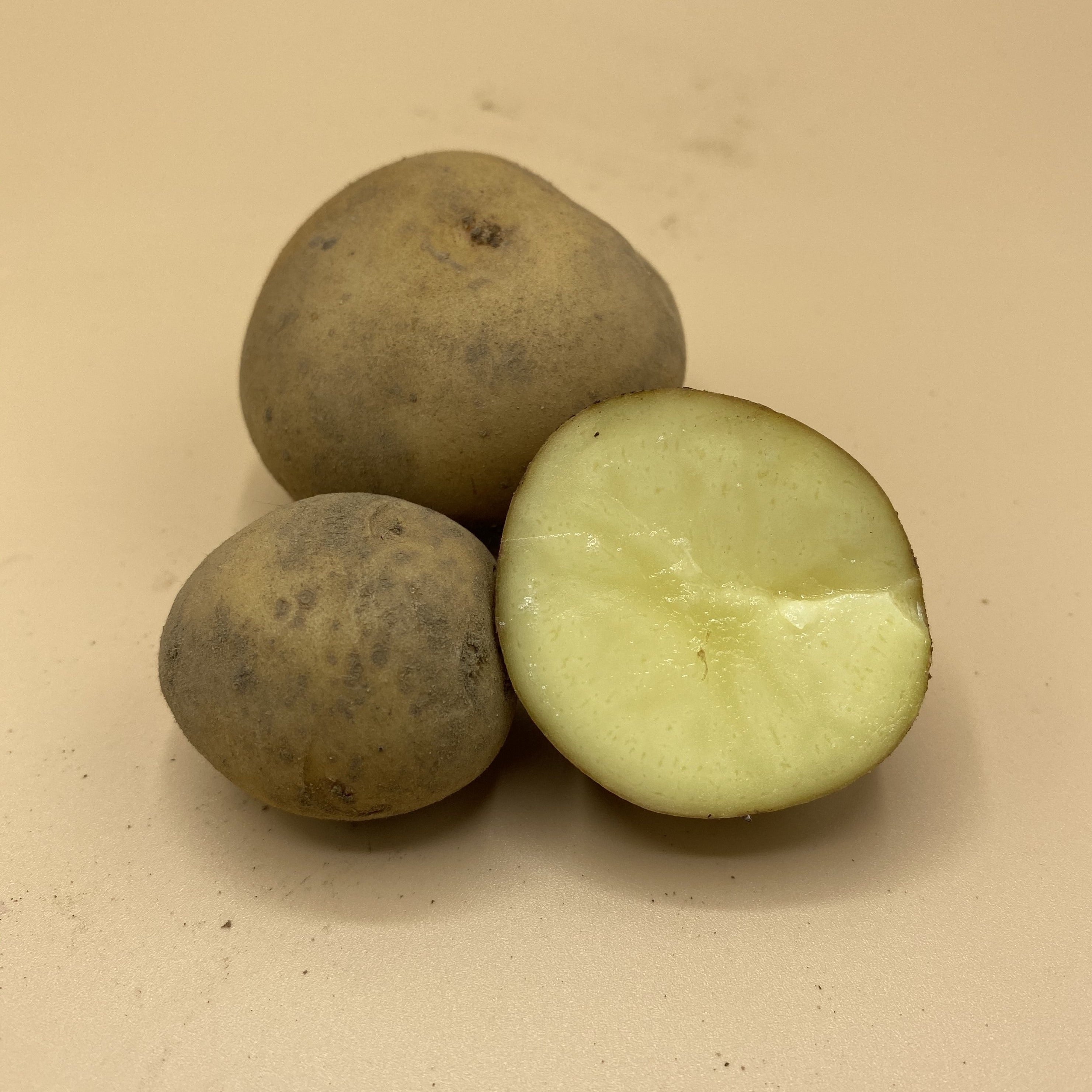 Potatoes, Dakota Pearl (BULK PRE-ORDER)