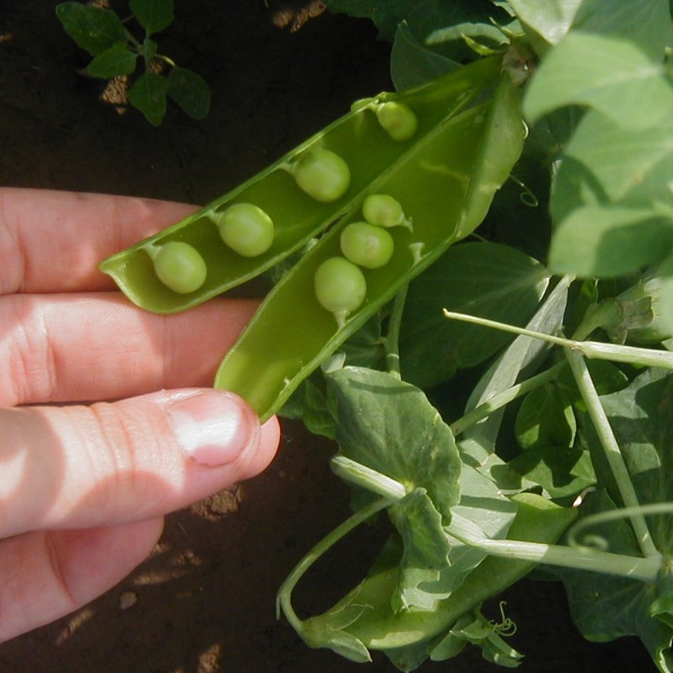 Peas