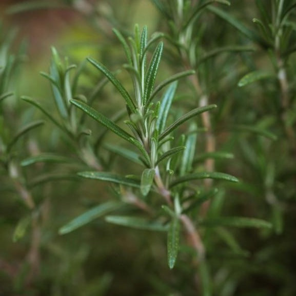 Rosemary