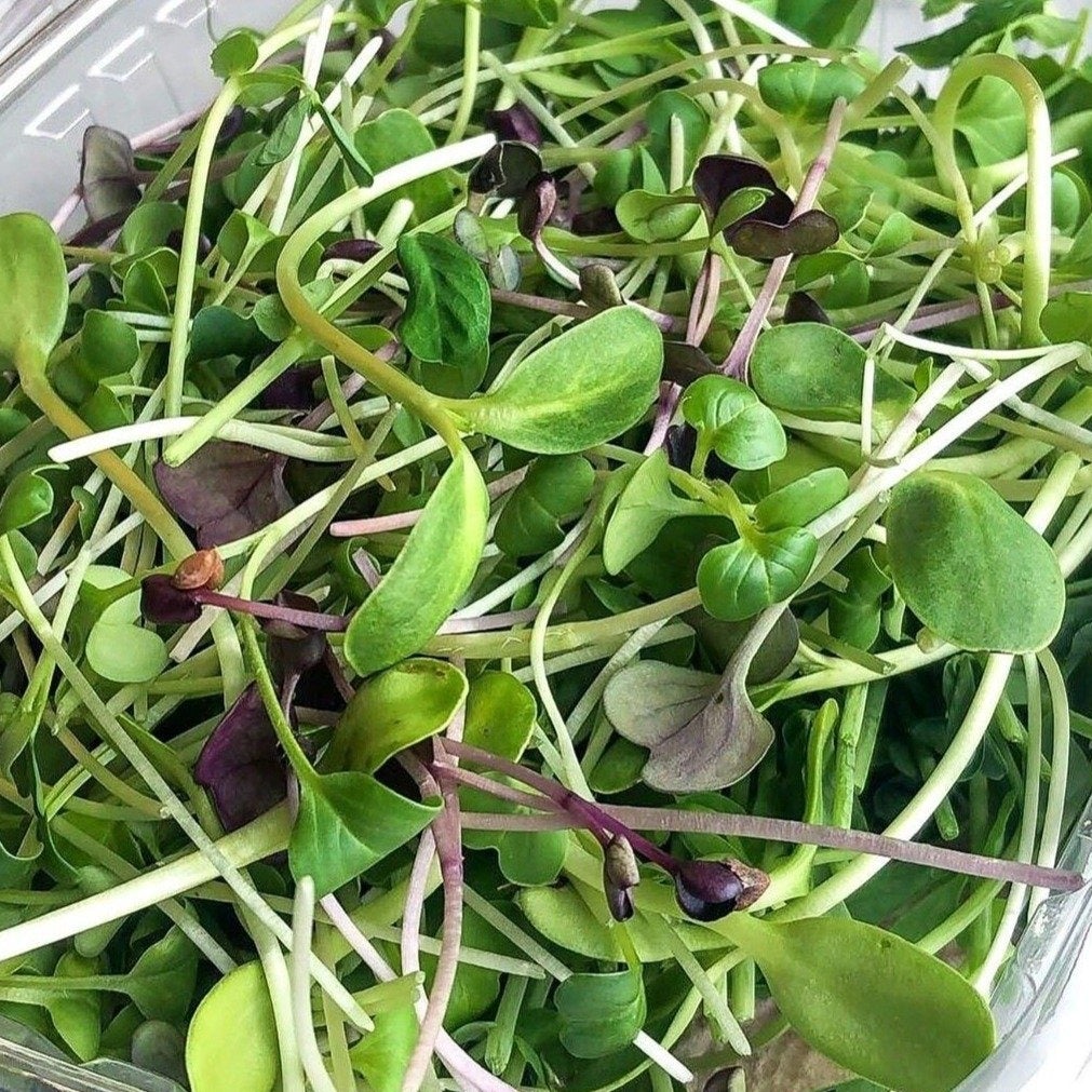 Microgreen Salad Mix