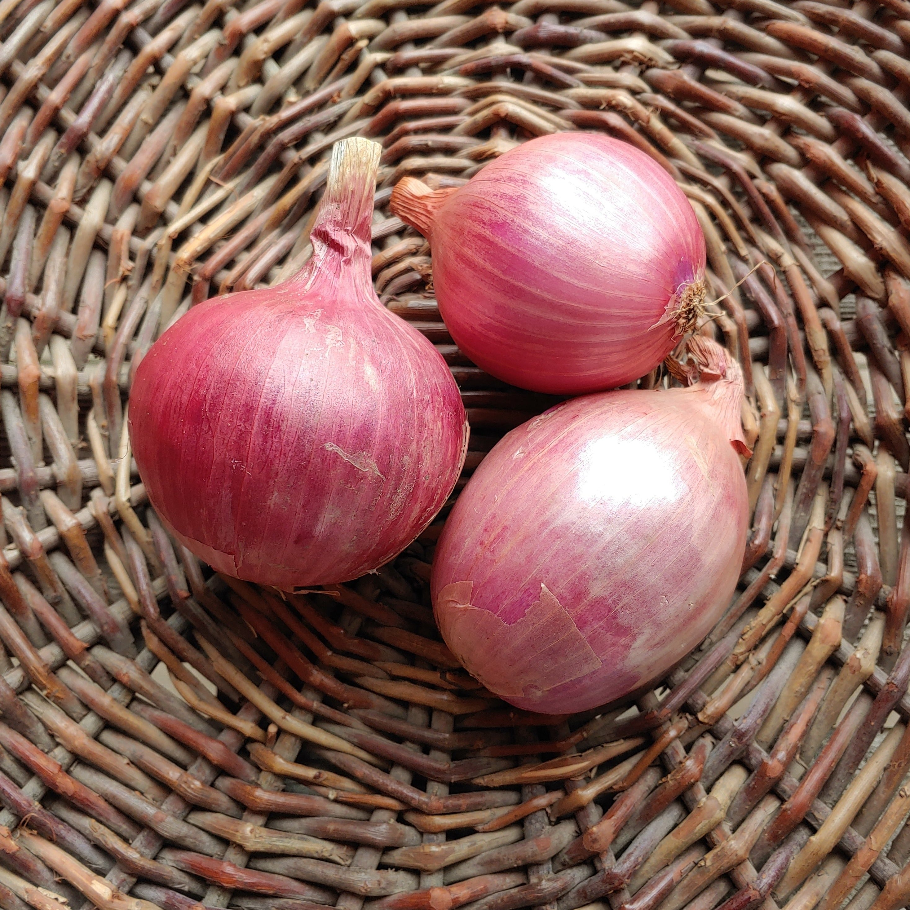 Image of French Rose Onion