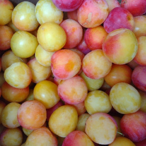 yellow plums
