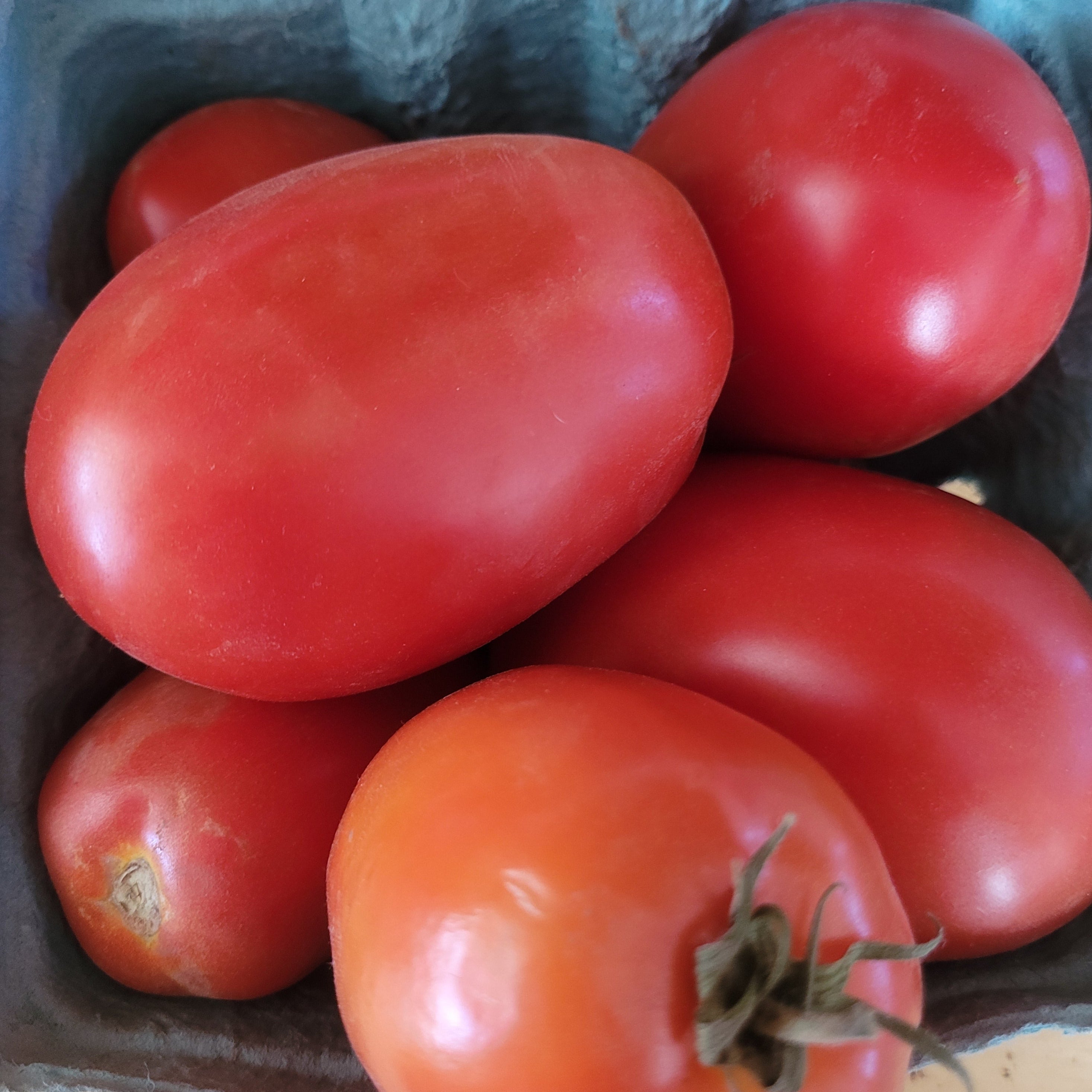 tomatoes