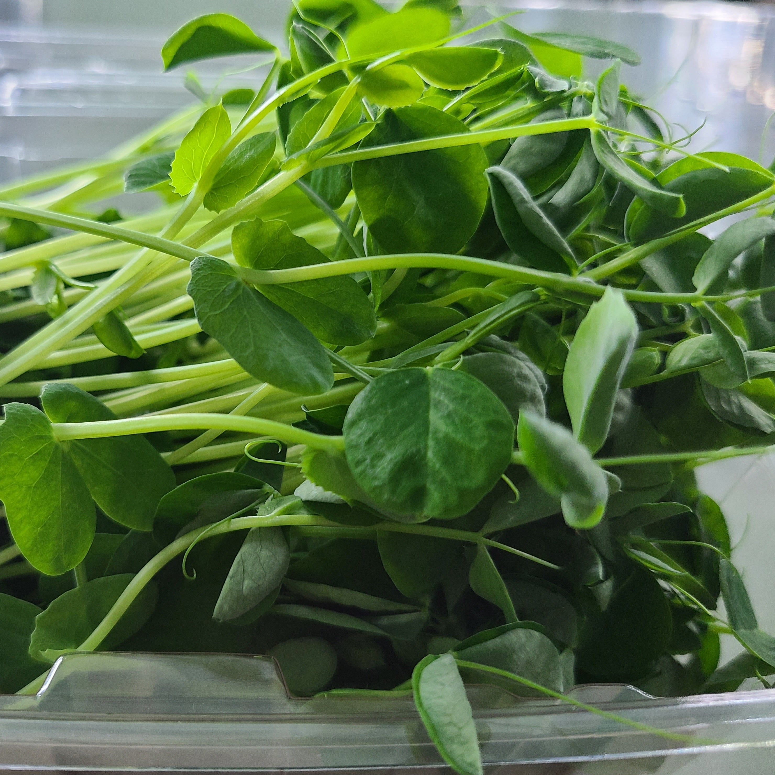 Carton of Pea Shoots