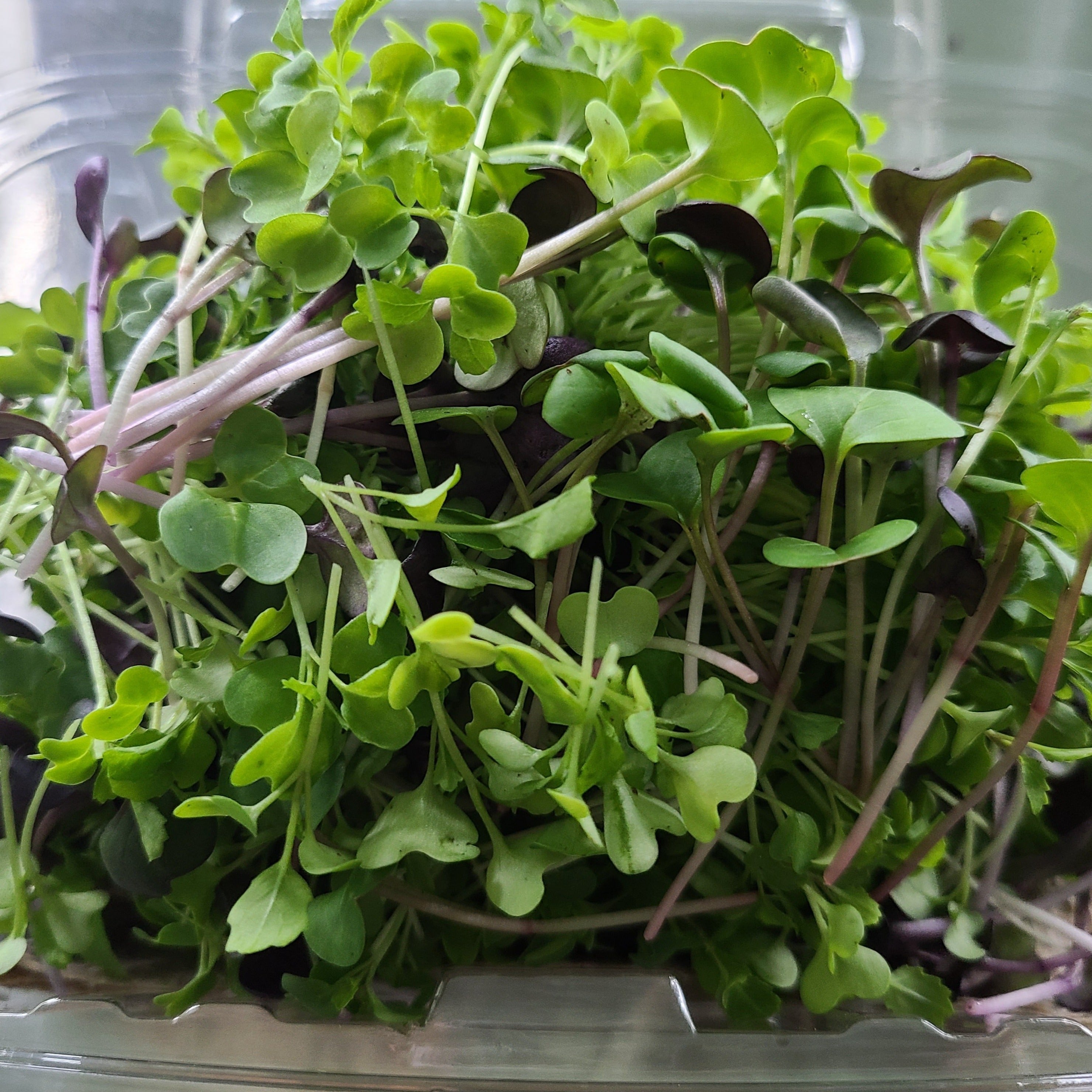 Carton of Spicy Mix Microgreens