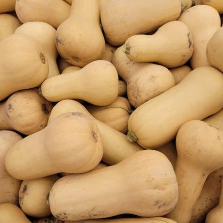 Butternut Squash