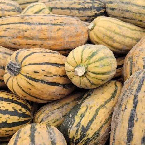 Delicata Squash