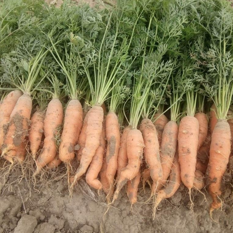 Pile of Carrots