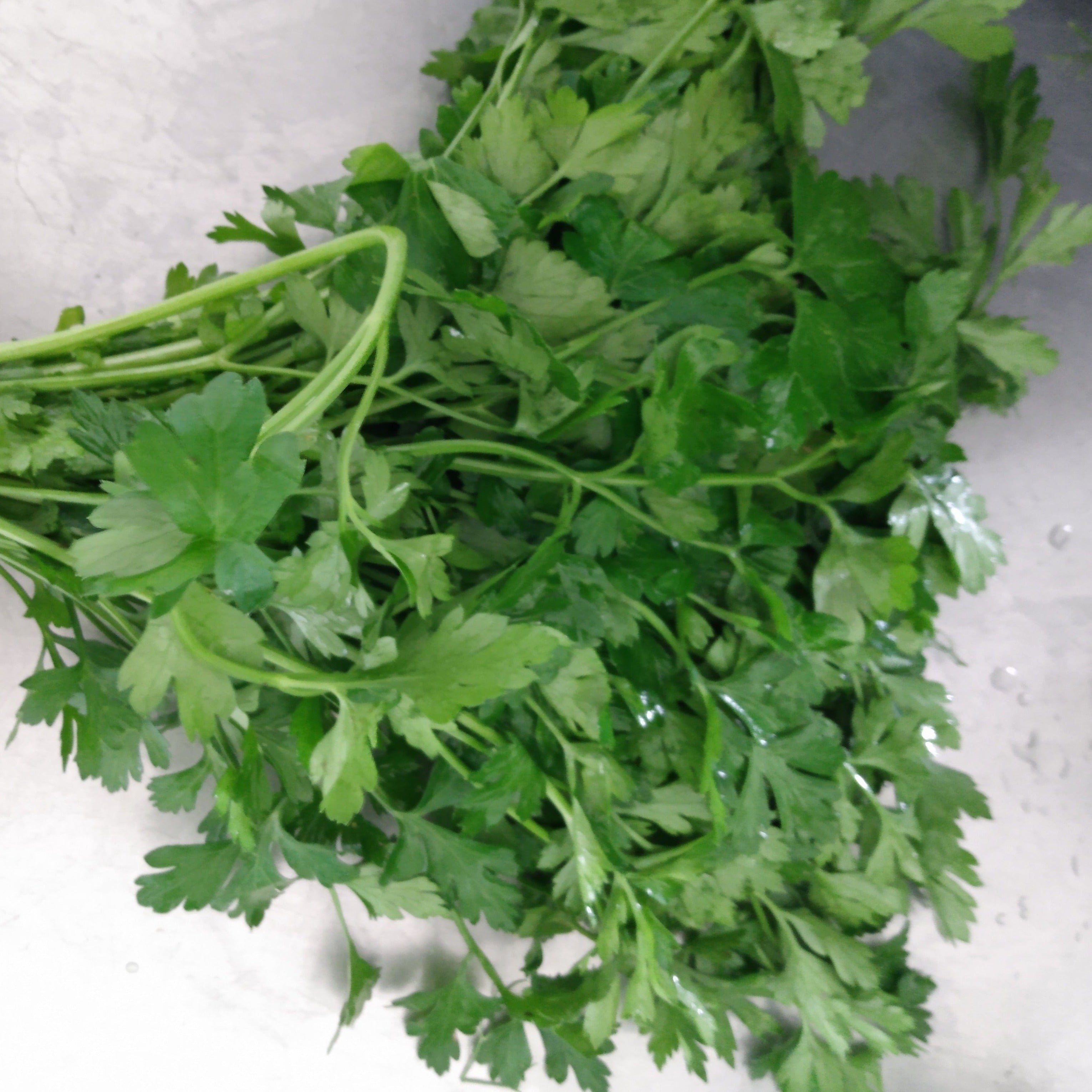 Bunch of flat leaf Parsley