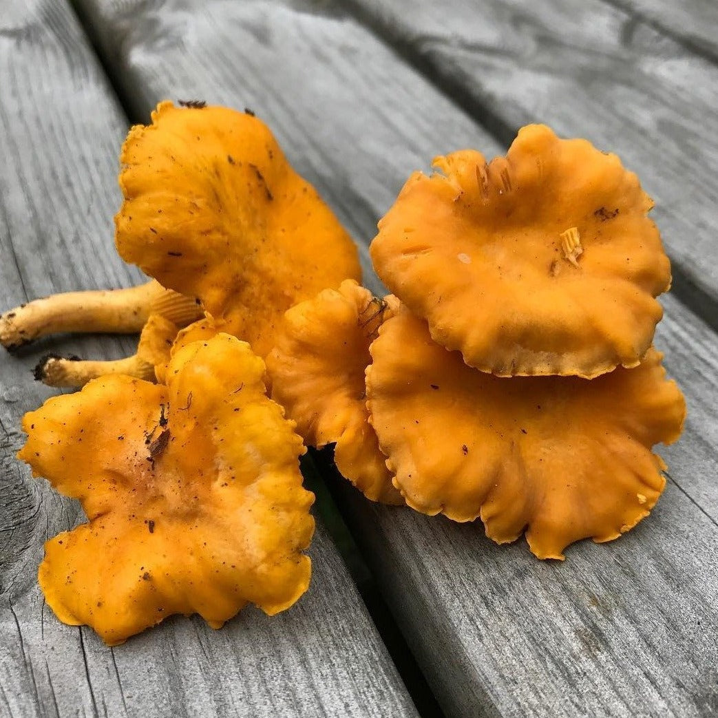 Chanterelle Mushrooms