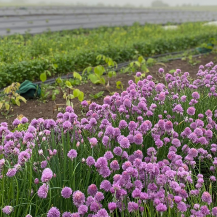 chives in the field