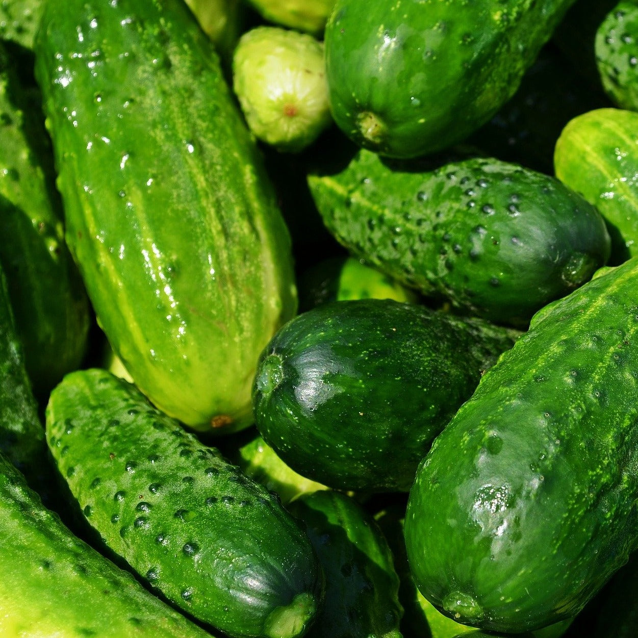 Cucumbers