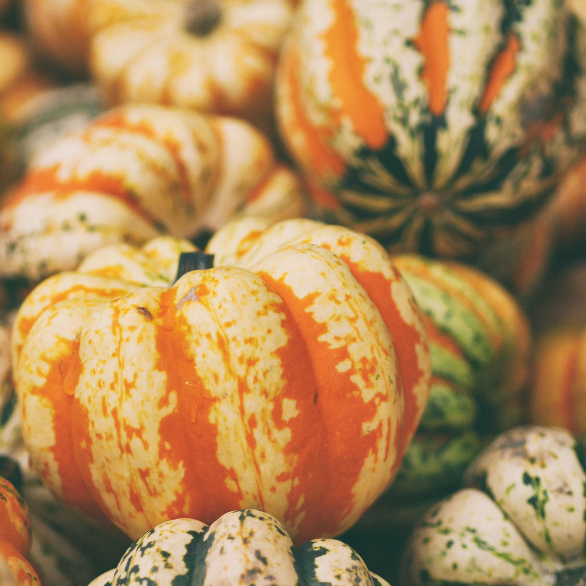 Sweet Dumpling Squash