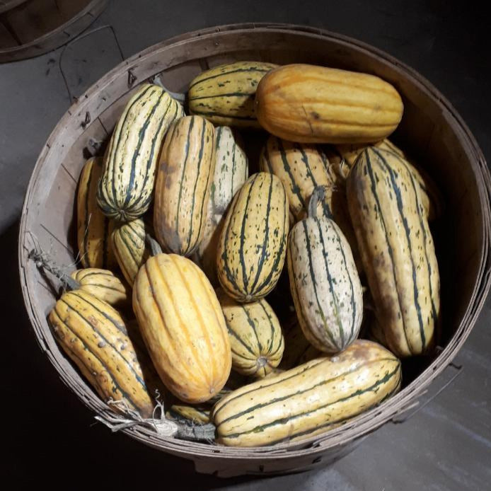 Delicata squash