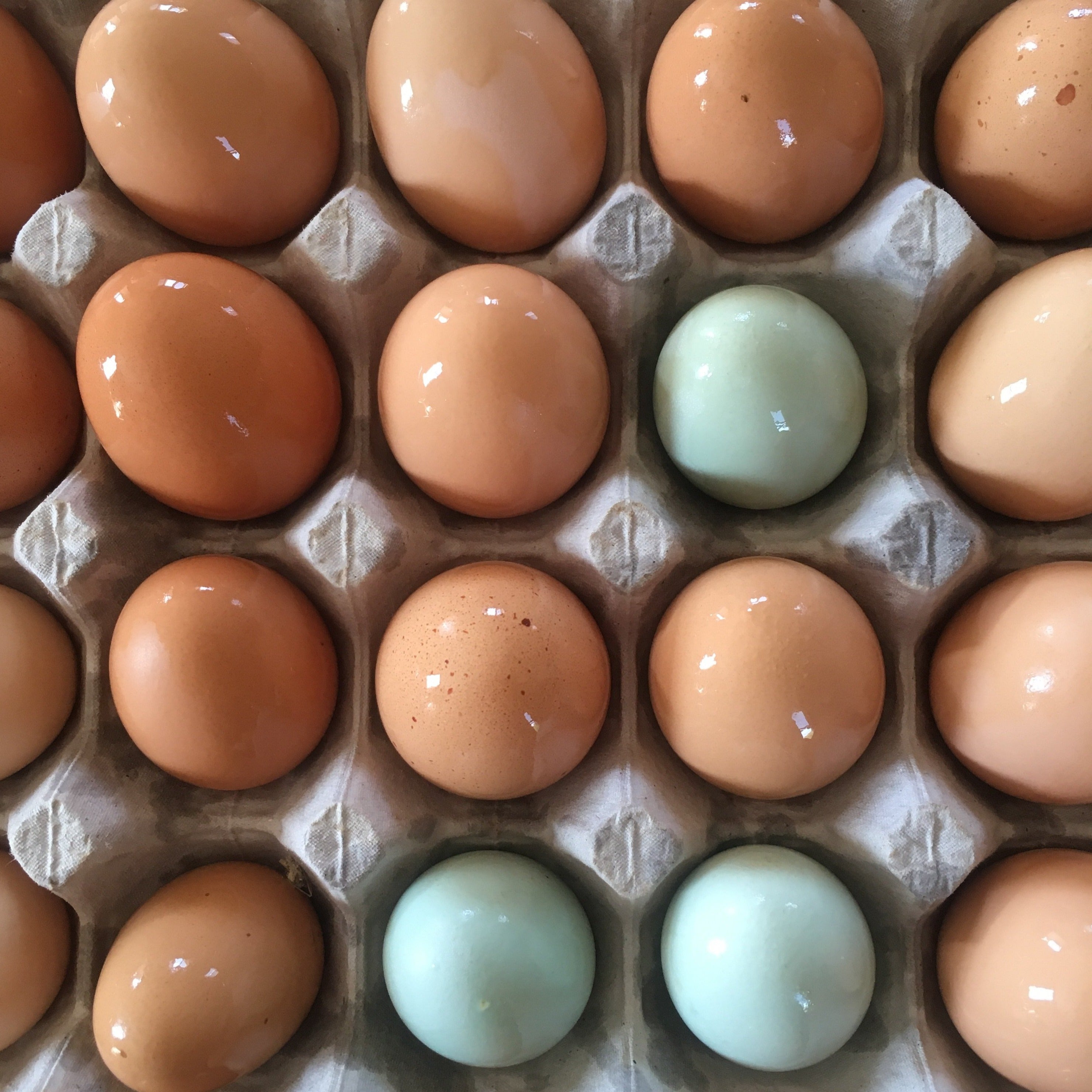 Eggs, Chicken (One Dozen Heritage, organic)