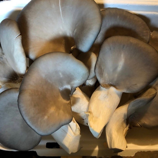blue oyster mushrooms