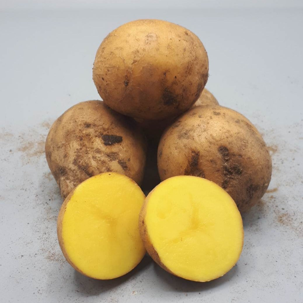 Potatoes, Gala (BULK PRE-ORDER)
