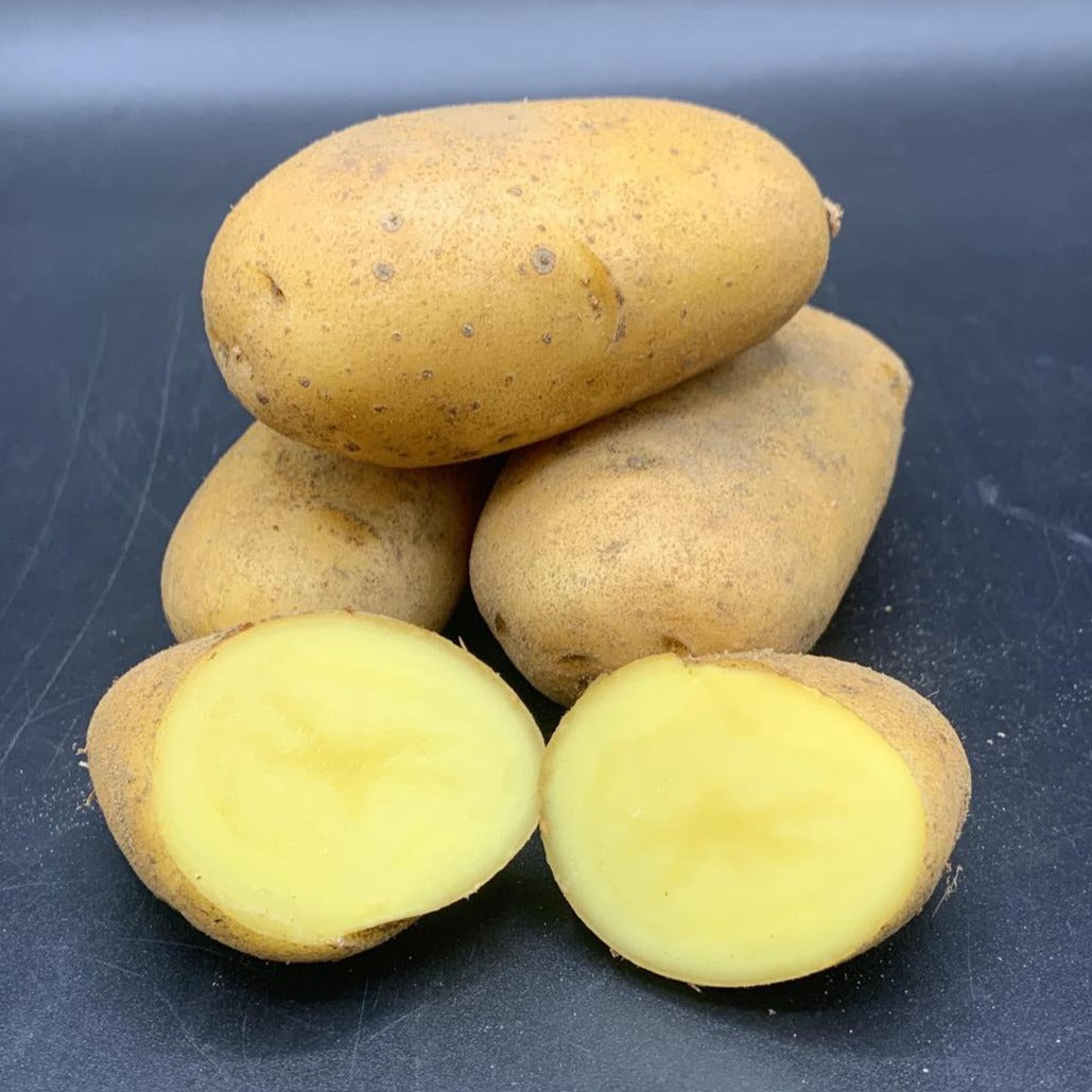 Potatoes, Jazzy (BULK PRE-ORDER)