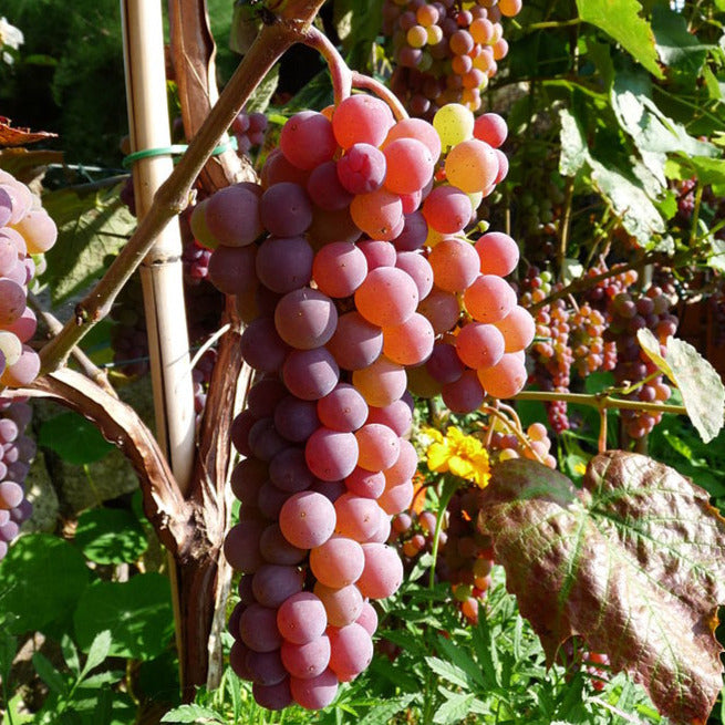Grapes, Canadice (3L) THIS WEEK ONLY