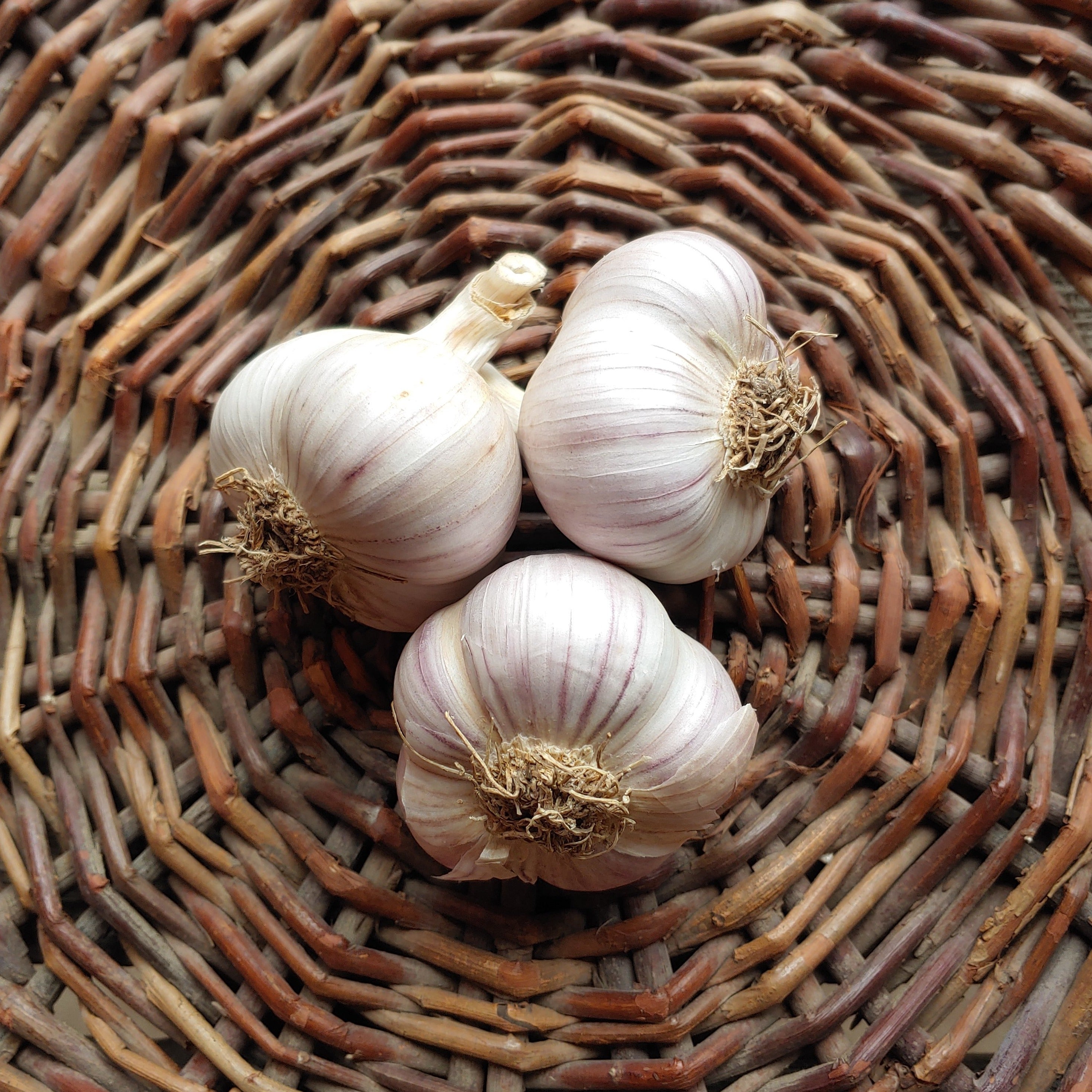 Image of Organic Garlic