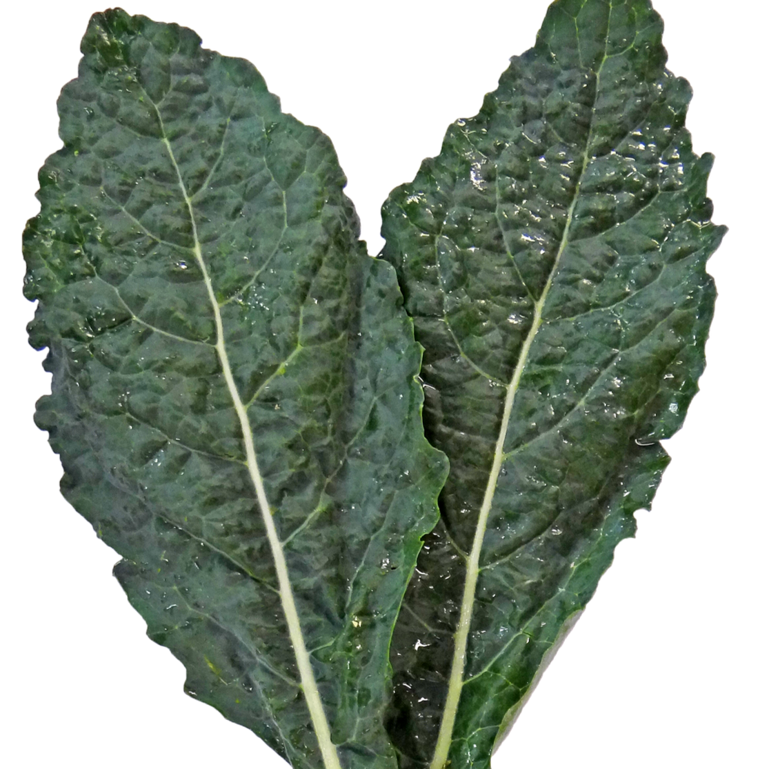Dino Kale
