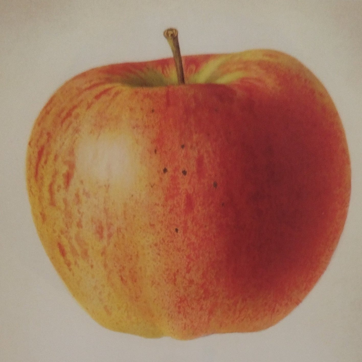 illustration of a melba apple