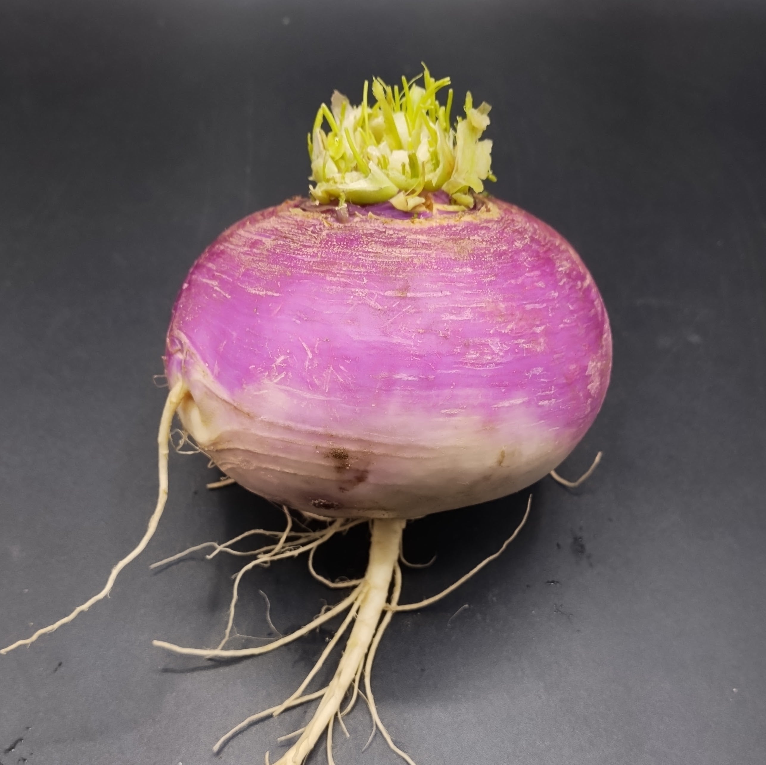 Turnip, Purple Top Organic