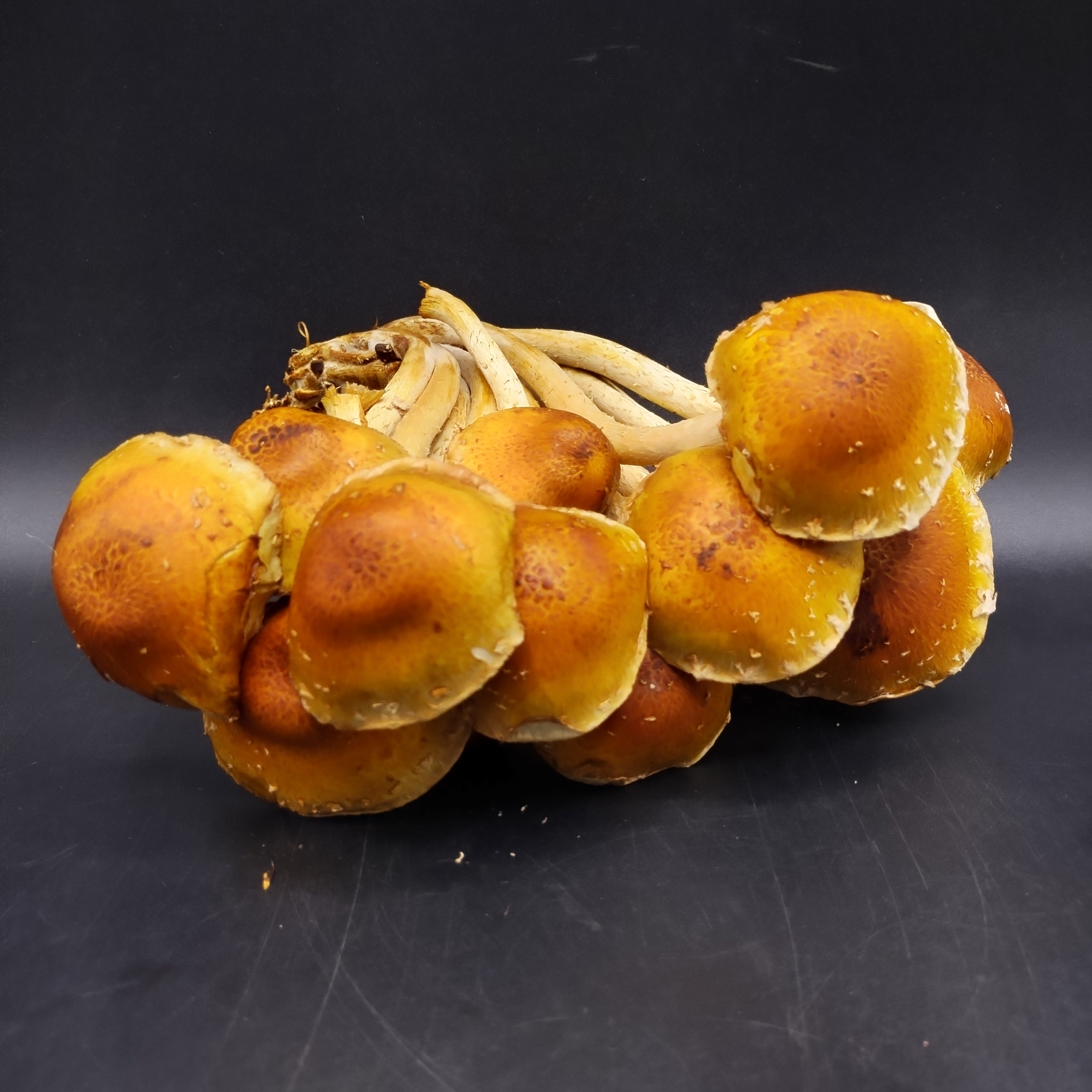 Mushroom, Chestnut (Cinnamon Cap) (227g)