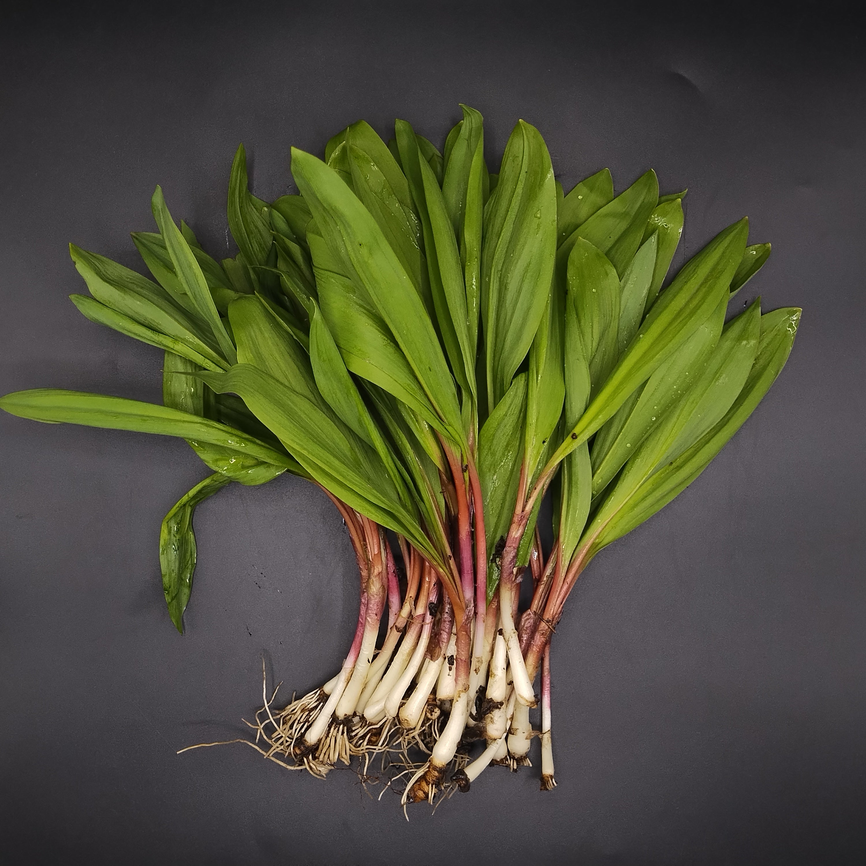 Wild Ramps (approx 227g)