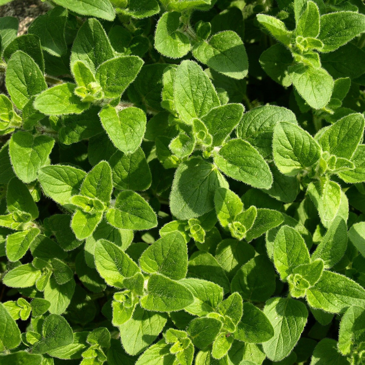 Fresh Oregano