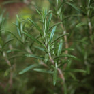 Rosemary