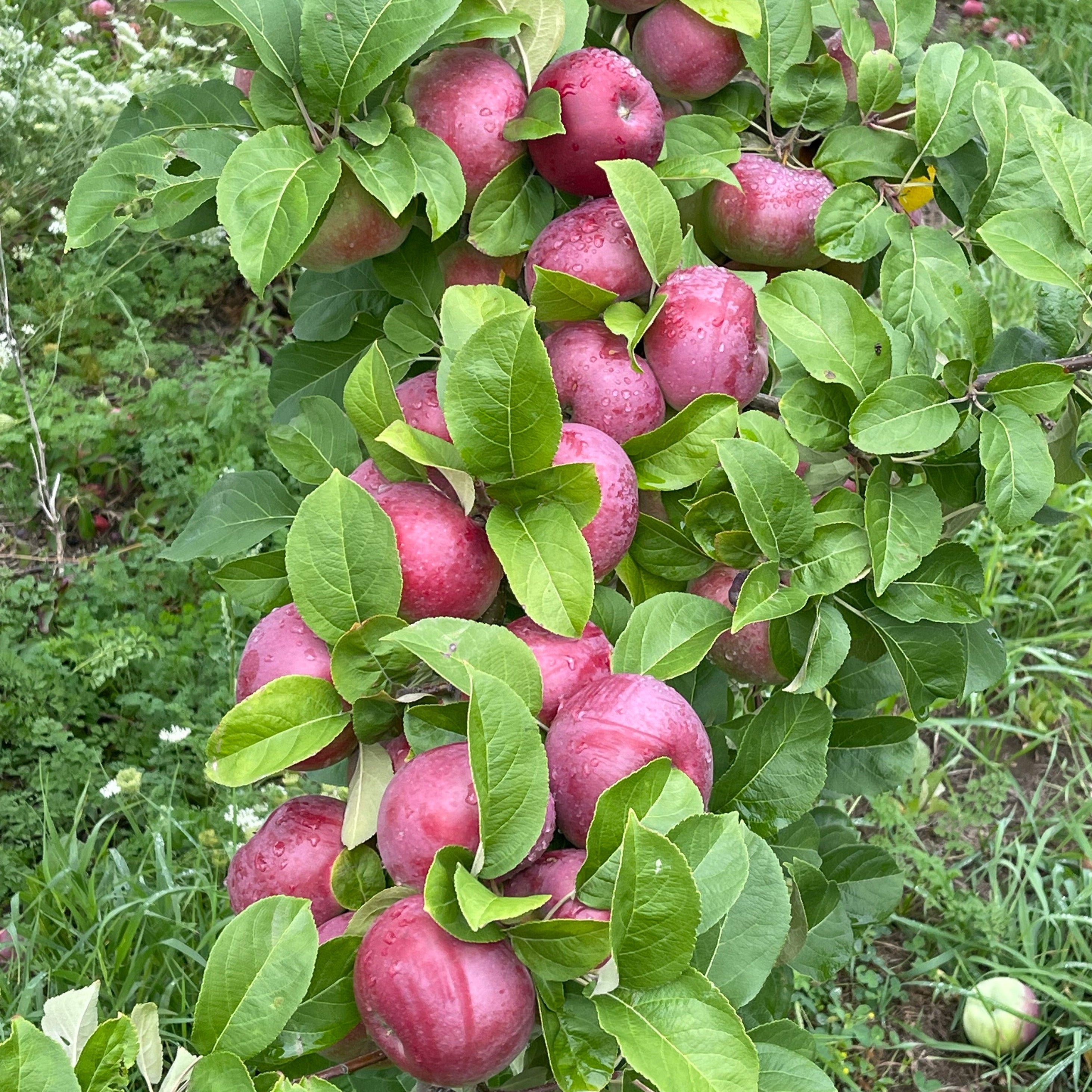 lobo apples on the tree