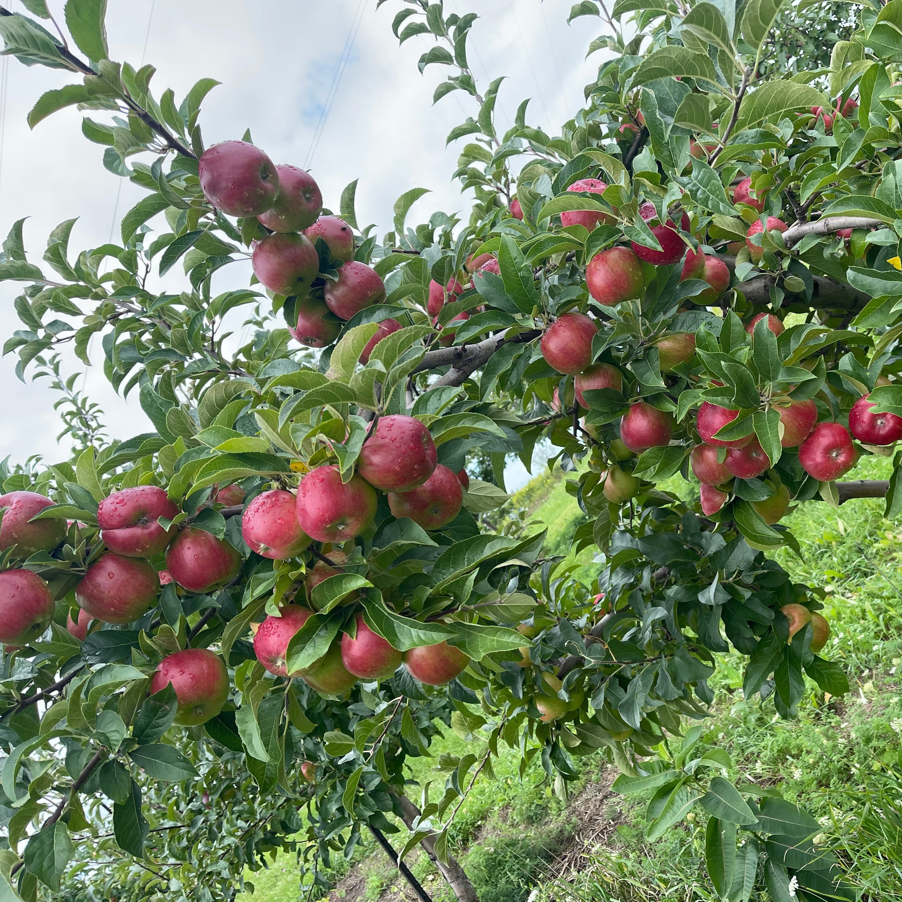 prima apples on the tree