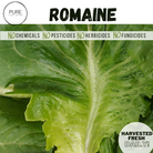 Romaine lettuce leaf