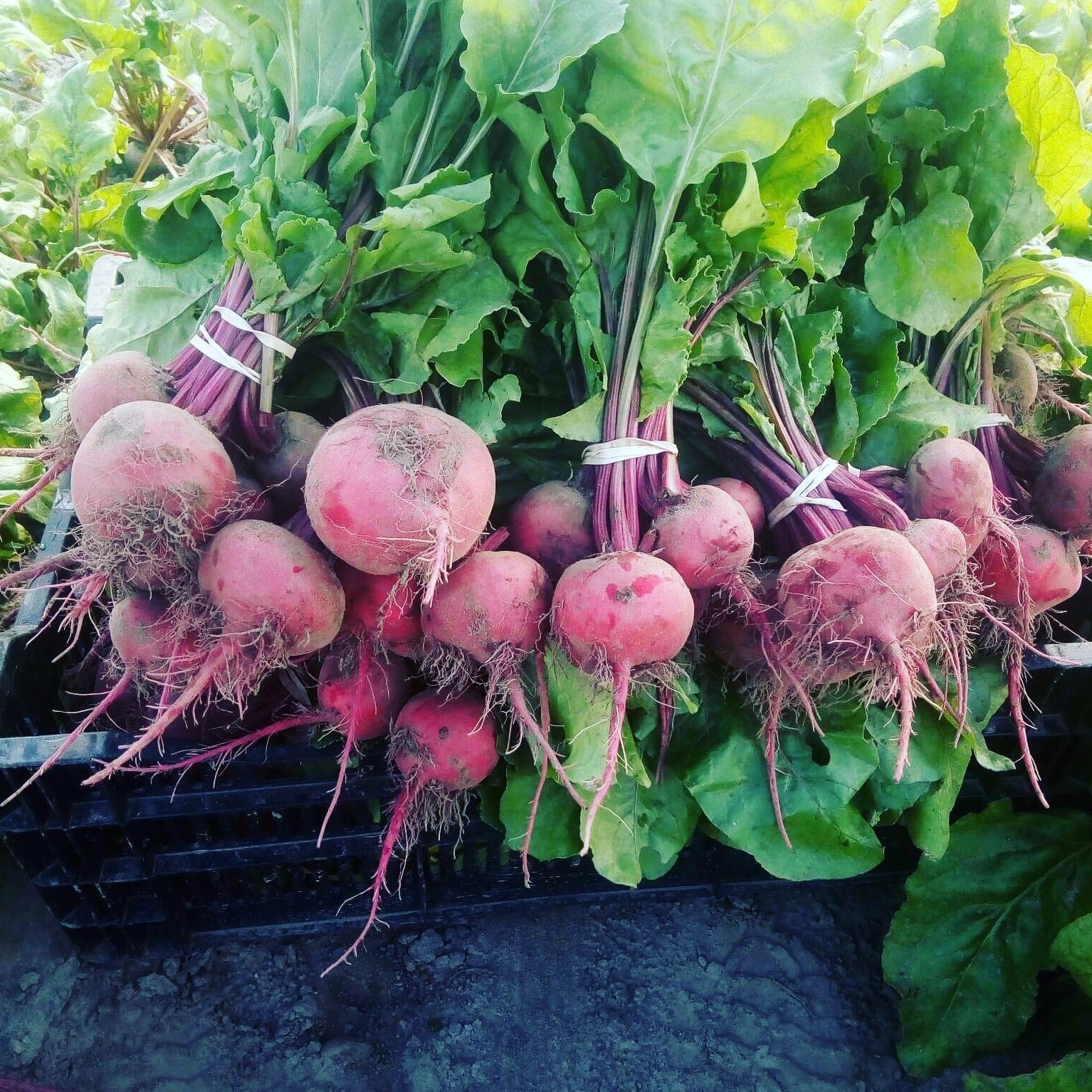 Pile of candy beets.