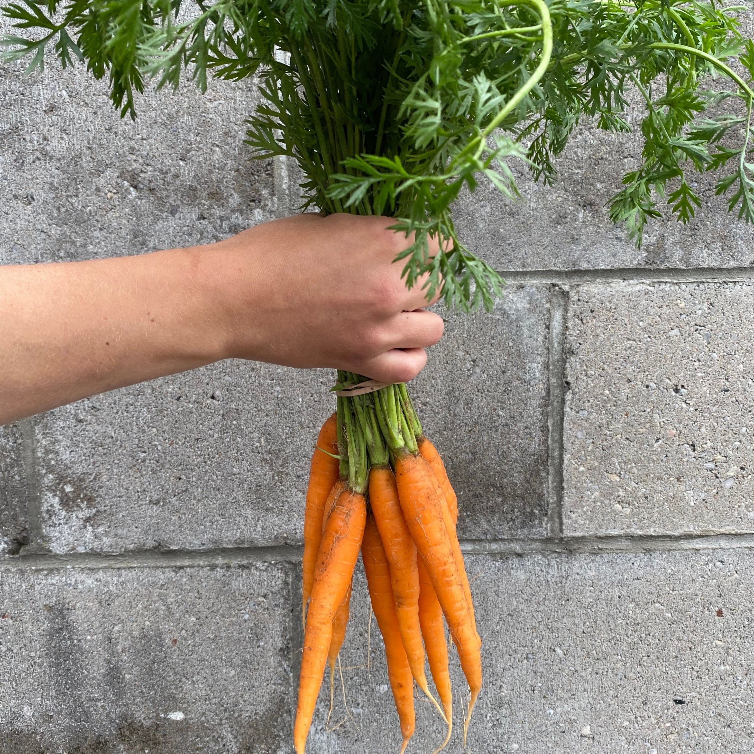 bunched carrots