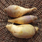 Rutabaga