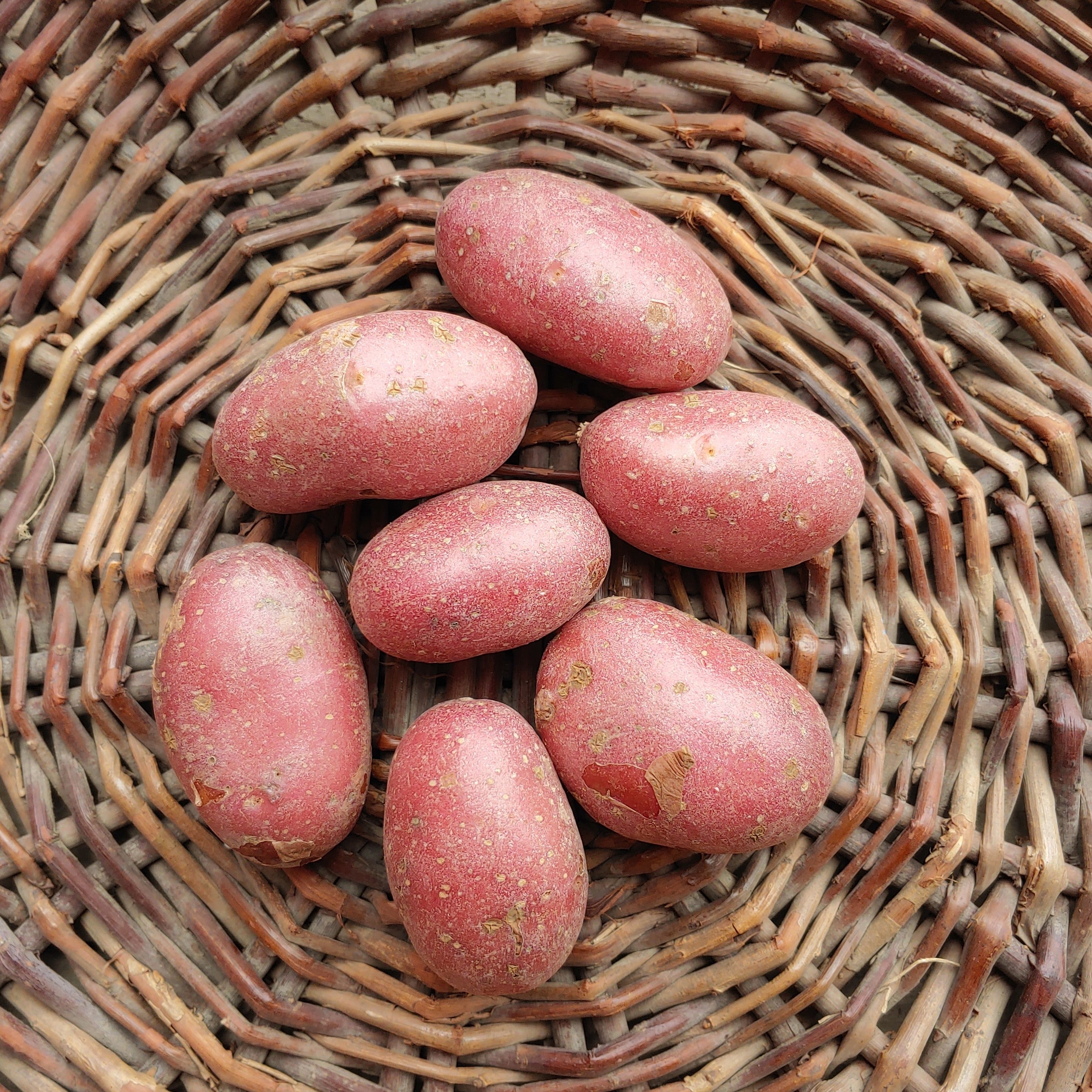 Basket of Pink Lady potatoes