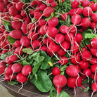 Red Radish