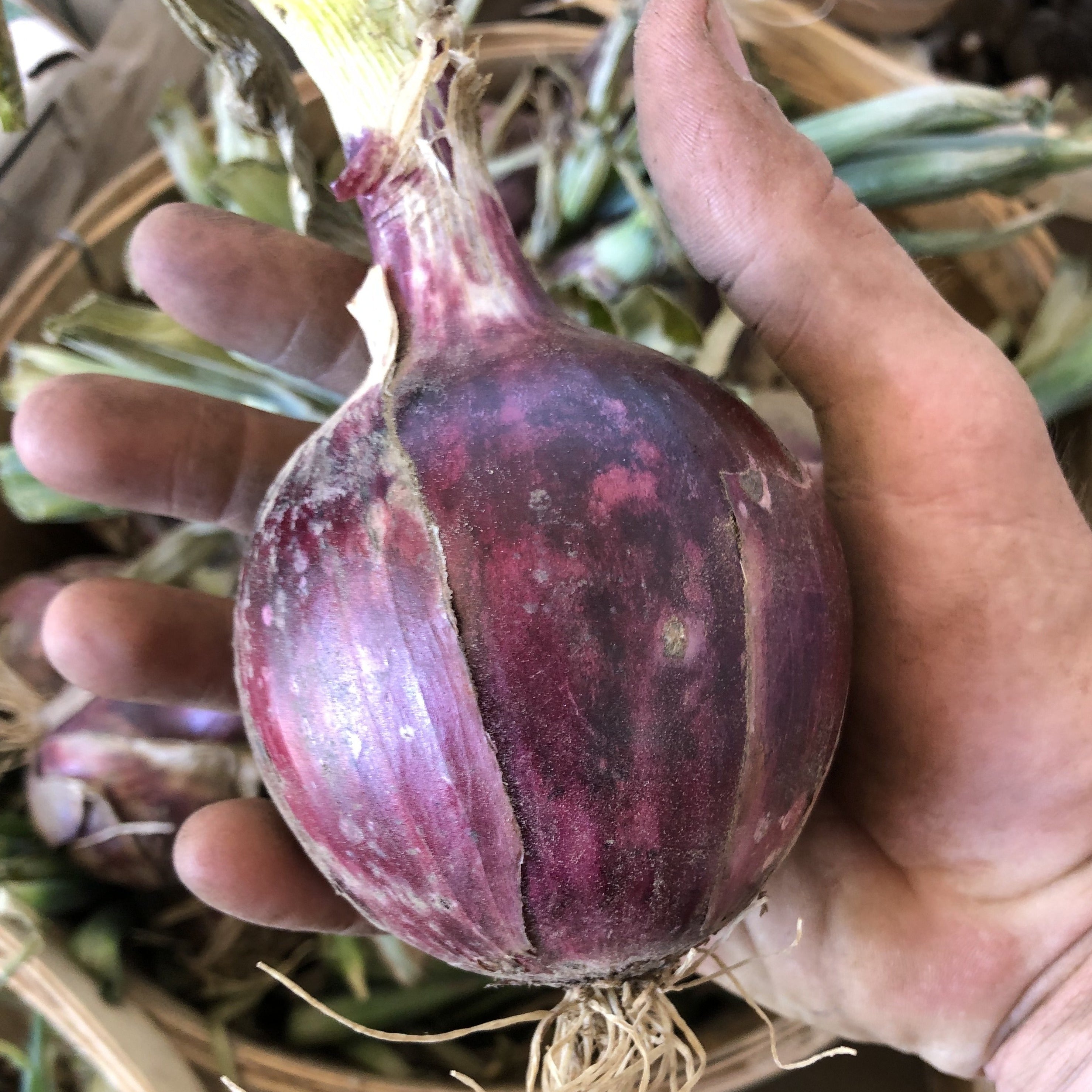 Image of Red Onion