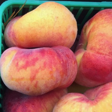 Donut Variety Peaches