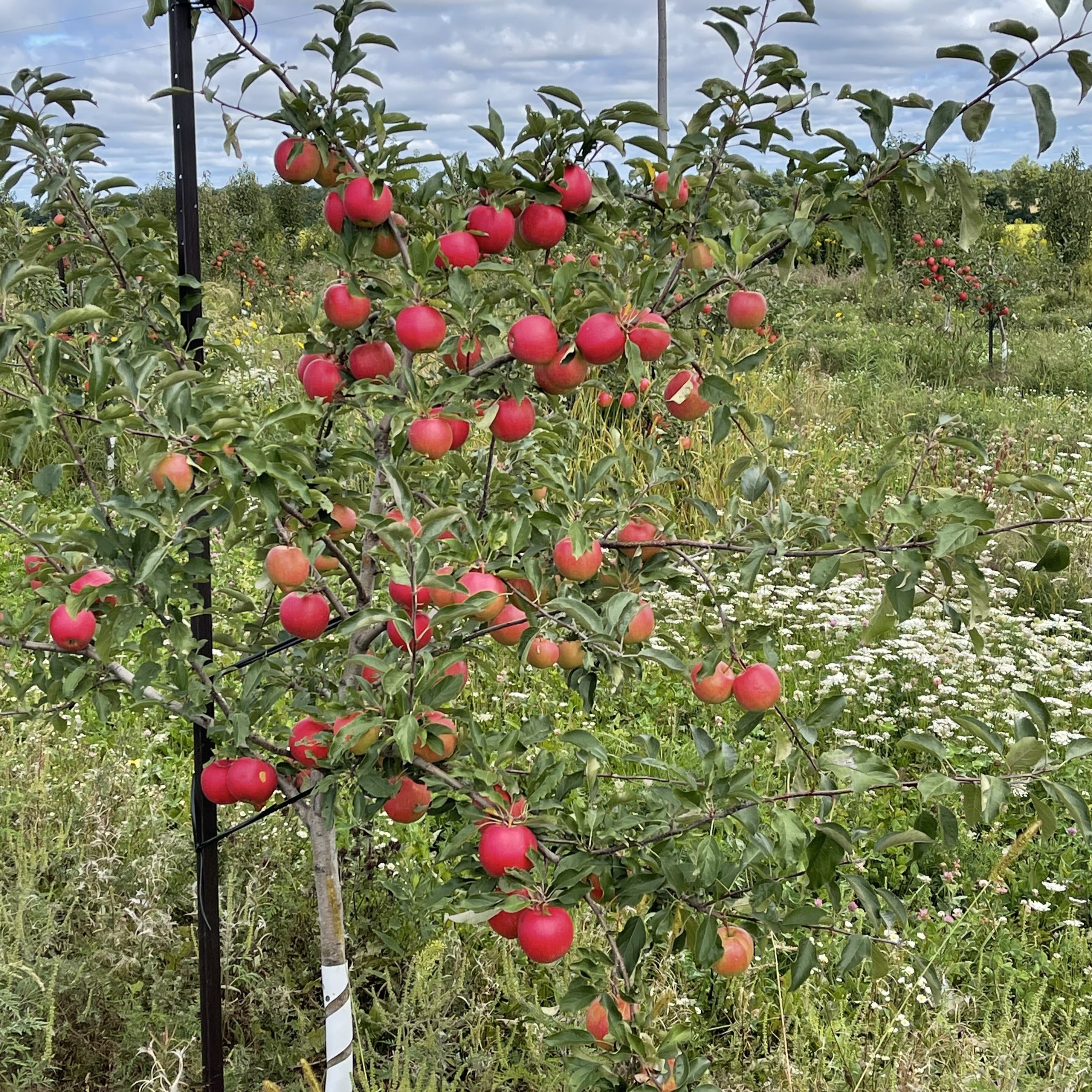 Gala Apples