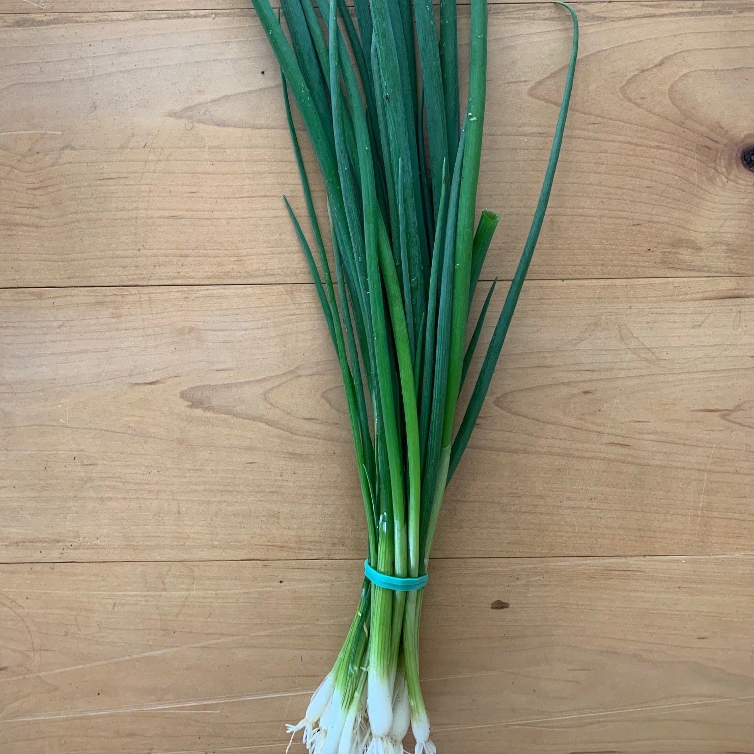 Bunch of Green Onion