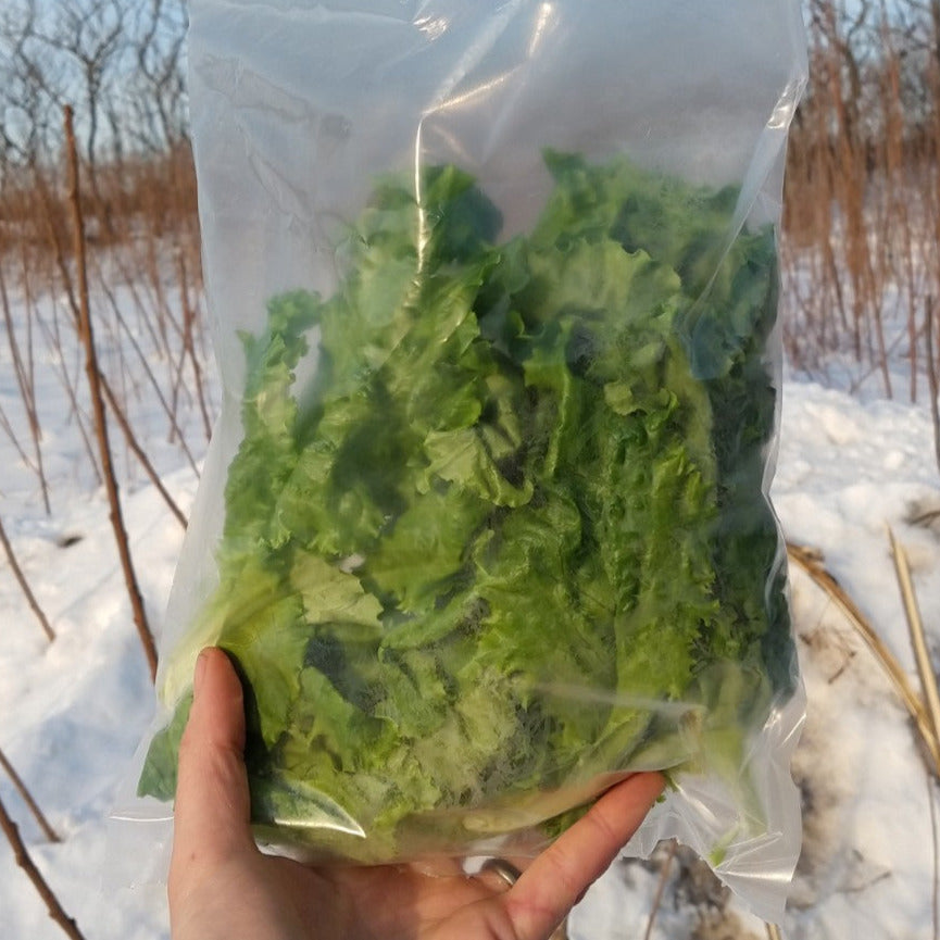 113g of green leaf lettuce in a bag