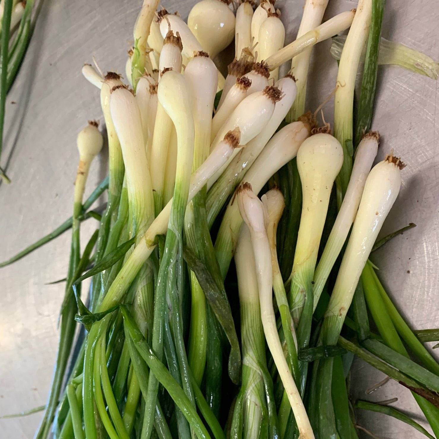 Bunch of Green Onion