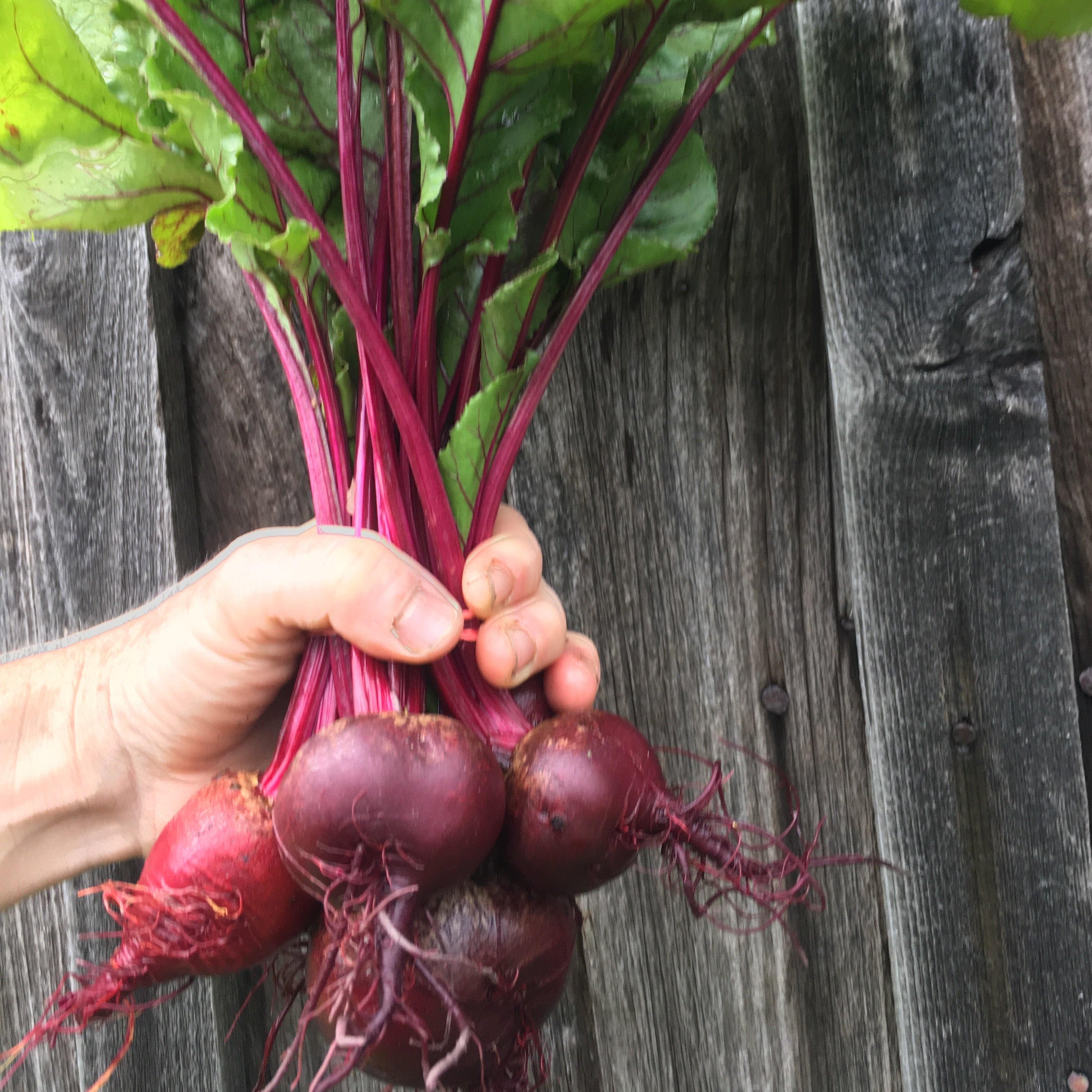 Beets, Red Organic (1 bunch)-2