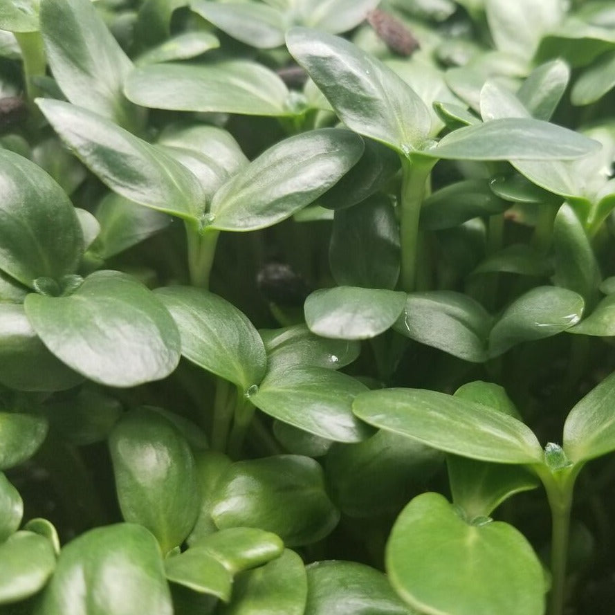 Sunflower shoots