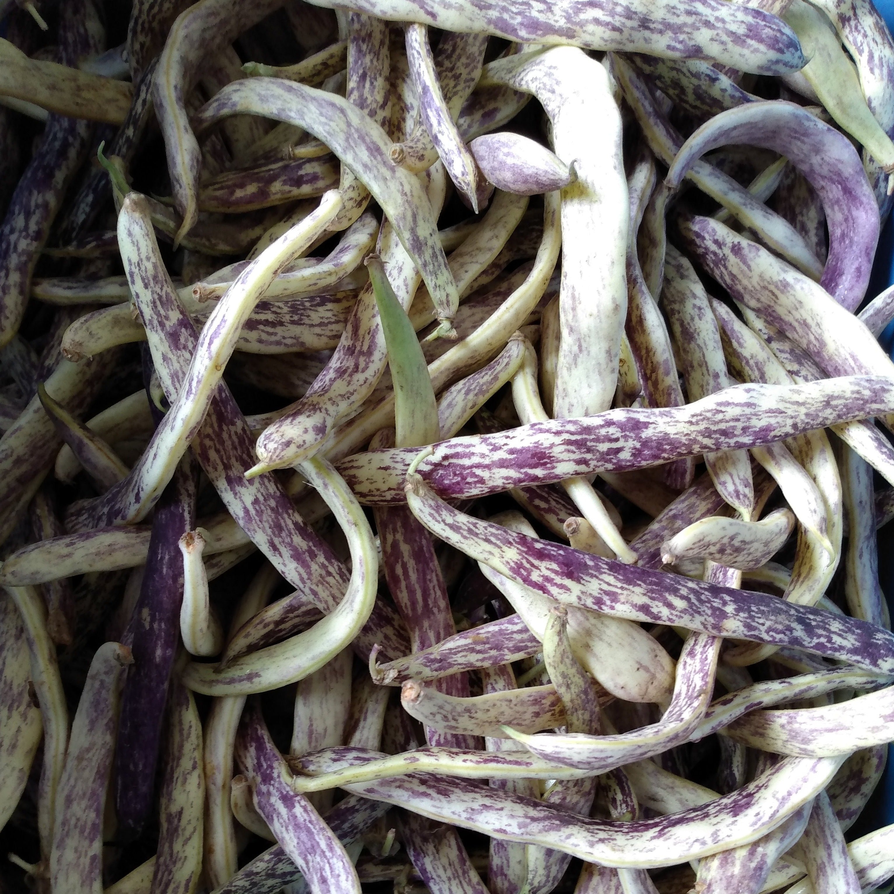 Dragon Tongue Beans